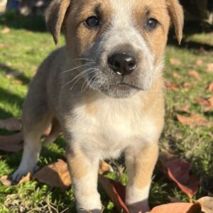 Pumbaa – geb. ca. 09/2025 – reserviert