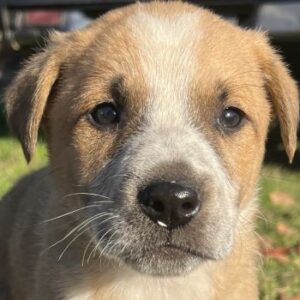 Pumbaa – geb. ca. 09/2025 – reserviert