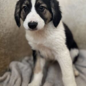 Rhydan – geb. ca.09/2025