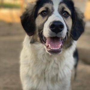 Rhydan – geb. ca.09/2025