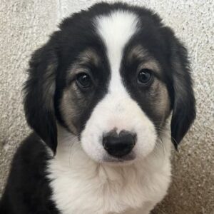 Rhydan – geb. ca.09/2025