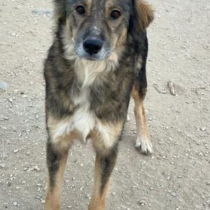 Shiou – geb. ca. 12/2023