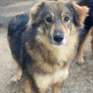 Shiou – geb. ca. 12/2023