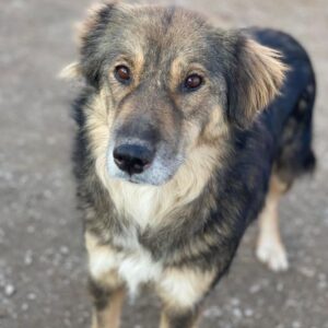 Shiou – geb. ca. 12/2023