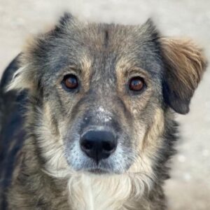 Shiou – geb. ca. 12/2023