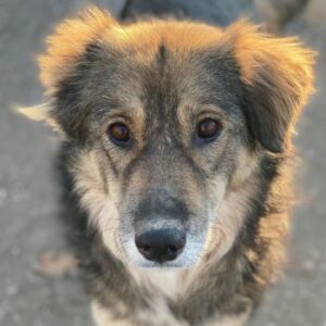 Shiou – geb. ca. 12/2023