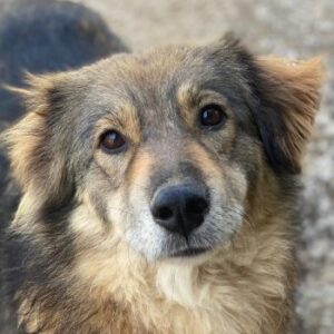 Shiou – geb. ca. 12/2023