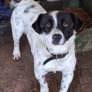 Skittles – geb. ca. 12/2023