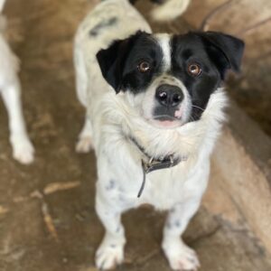 Skittles – geb. ca. 12/2023