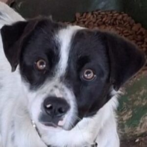 Skittles – geb. ca. 12/2023