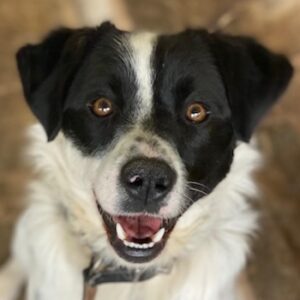 Skittles – geb. ca. 12/2023