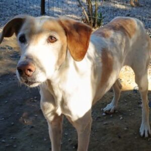 Sotiria – geb. ca. 05/2017