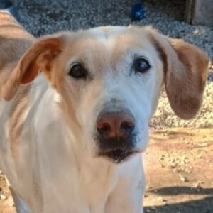 Sotiria – geb. ca. 05/2017