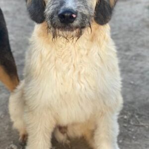Taigo – geb. ca. 09/2025