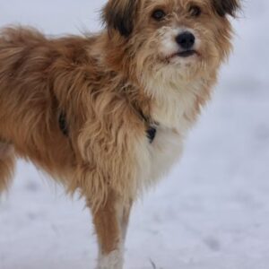 Willi – geb. ca. 09/2023 – 30655 Hannover