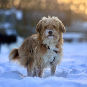 Willi – geb. ca. 09/2023 – 30655 Hannover