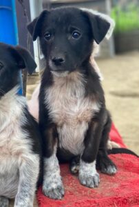 Altor – geb. ca. 10/2025