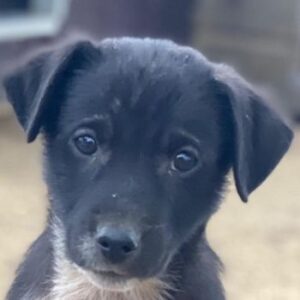 Altor – geb. ca. 10/2025