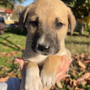 Banzai – geb. ca. 09/2025