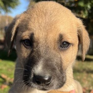 Banzai – geb. ca. 09/2025