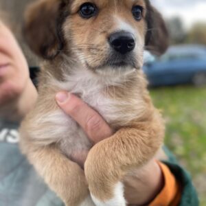 Barnes – geb. ca. 10/2025 – reserviert