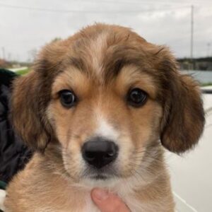 Barnes – geb. ca. 10/2025 – reserviert