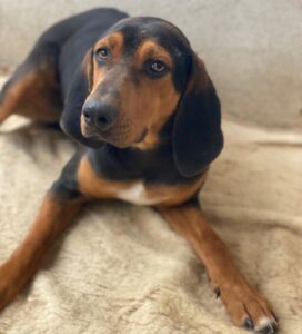 Brios – geb. ca. 12/2024