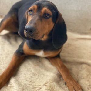 Brios – geb. ca. 12/2024