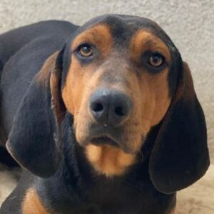 Brios – geb. ca. 12/2024