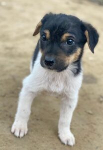 Caien – geb. ca. 10/2025