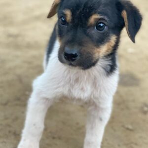 Caien – geb. ca. 10/2025