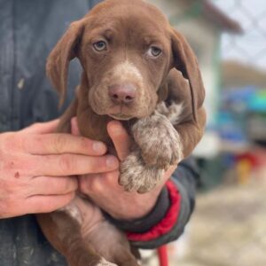 Castanea – geb. ca. 11/2025