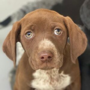 Castanea – geb. ca. 11/2025