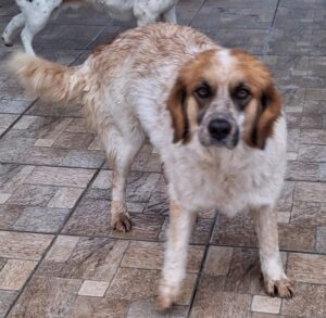 Ceterina-Rina – geb. ca. 01/2021