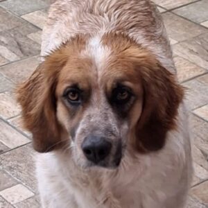 Ceterina-Rina – geb. ca. 01/2021