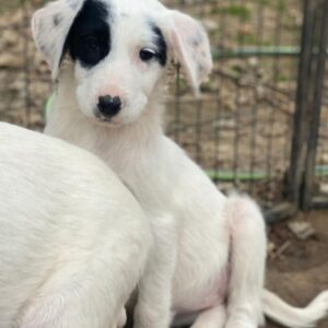 Chardonnay – geb. ca. 08/2025