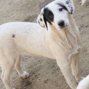 Chardonnay – geb. ca. 08/2025 – reserviert