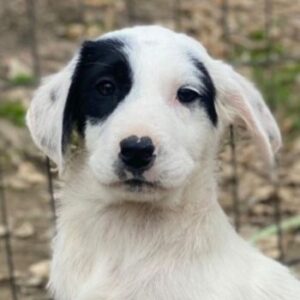 Chardonnay – geb. ca. 08/2025