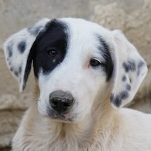 Chardonnay – geb. ca. 08/2025 – reserviert