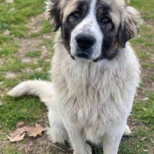 Chef – geb. ca. 07/2025