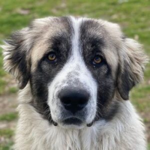 Chef – geb. ca. 07/2025