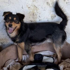 Dio – geb. ca. 01/2025 – reserviert