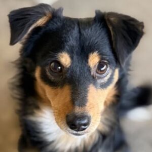 Dio – geb. ca. 01/2025 – reserviert