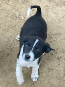 Drakon – geb. ca. 10/2025