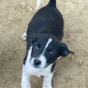 Drakon – geb. ca. 10/2025