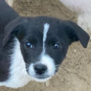 Drakon – geb. ca. 10/2025