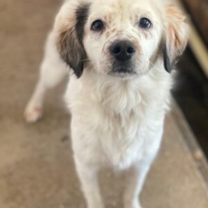 Freckles – geb. ca. 07/2024 – reserviert