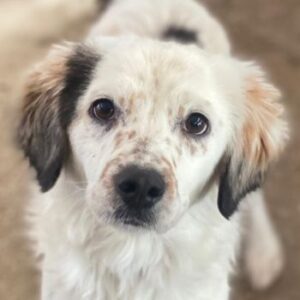 Freckles – geb. ca. 07/2024 – reserviert