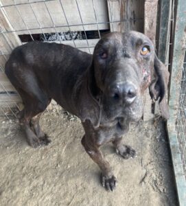 Granny – geb. ca. 01/2018