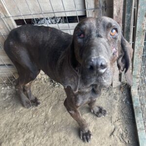 Granny – geb. ca. 01/2018